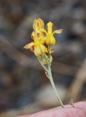 Ehrendorferia chrysantha