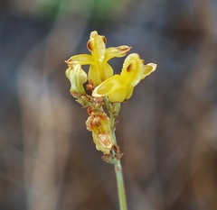 Ehrendorferia chrysantha