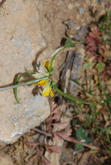 Securigera securidaca