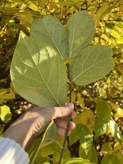 Calycanthus floridus