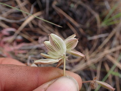 Lomatium