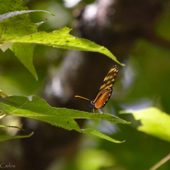 Dircenna kolijkensis