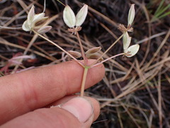 Lomatium