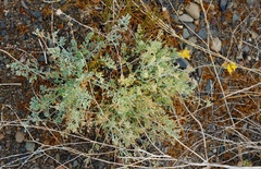 Ehrendorferia chrysantha