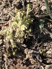 Ceratocephala pungens