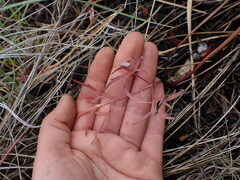 Lomatium