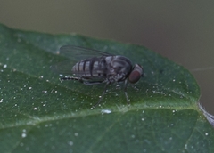 Lindneromyia