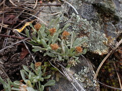 Antennaria dimorpha