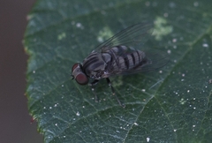 Lindneromyia