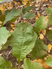 Quercus velutina