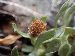Antennaria dimorpha