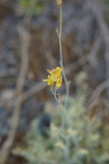 Ehrendorferia chrysantha