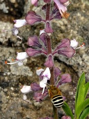 Syncolostemon