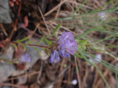 Phacelia linearis