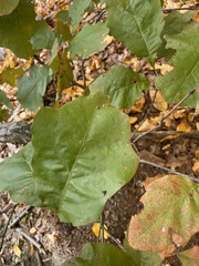 Quercus velutina