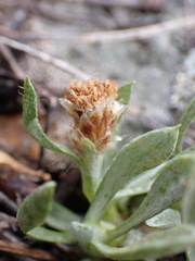 Antennaria dimorpha