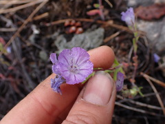 Phacelia linearis