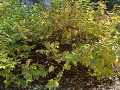 Calycanthus floridus