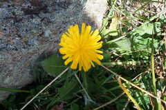 Crepis sancta