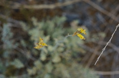 Ehrendorferia chrysantha