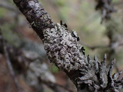 Hypogymnia physodes