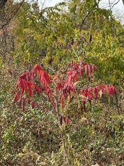 Rhus