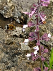 Syncolostemon