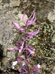 Syncolostemon