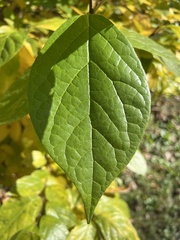 Calycanthus floridus