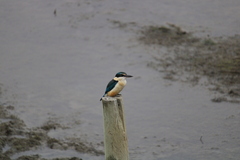 Todiramphus sanctus vagans