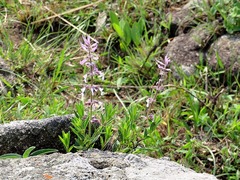 Syncolostemon