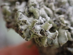 Hypogymnia physodes
