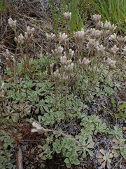 Antennaria parvifolia