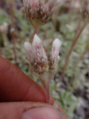 Antennaria parvifolia