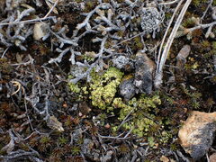 Acarospora schleicheri