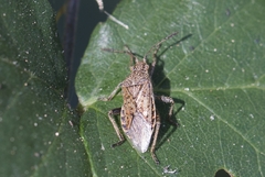 Stictopleurus punctatonervosus