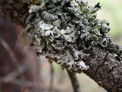 Hypogymnia physodes