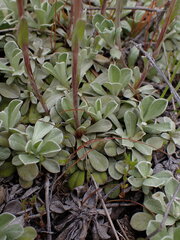 Antennaria parvifolia