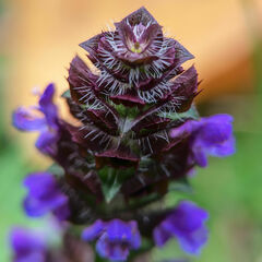 Prunella vulgaris