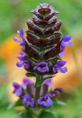 Prunella vulgaris