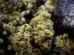 Acarospora schleicheri