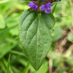Prunella vulgaris