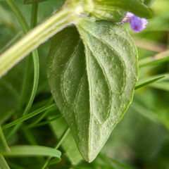 Prunella vulgaris