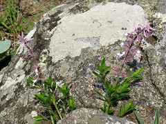 Syncolostemon