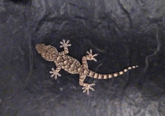 Tarentola mauritanica