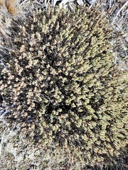 Veronica pinguifolia