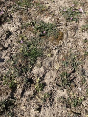 Ceratocephala pungens