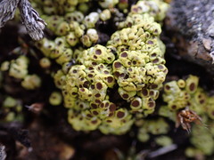 Acarospora schleicheri