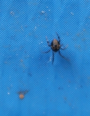 Parasteatoda lunata