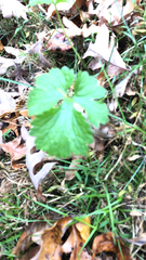 Waldsteinia fragarioides